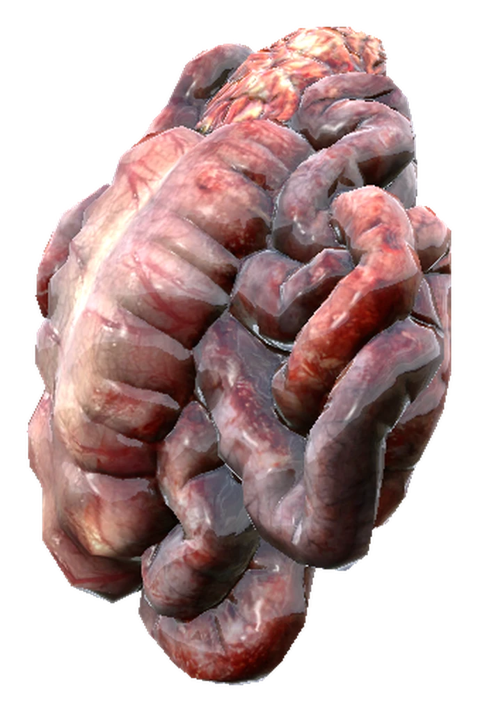 Small Guts